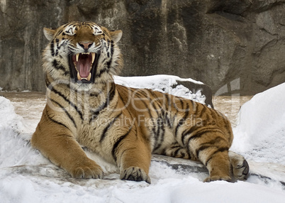 Brüllender Sibirischer Tiger
