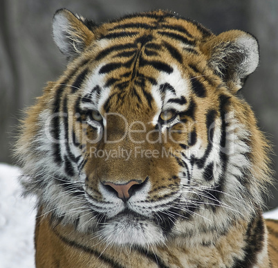 Portrait eines sibirischen Tigers