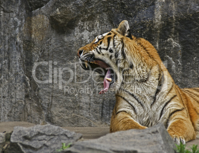 Gähneneder Sibirischer Tiger