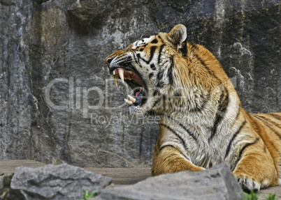 Gähnender Sibirischer Tiger