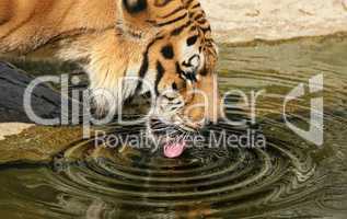 Sibirischer Tiger trinkt