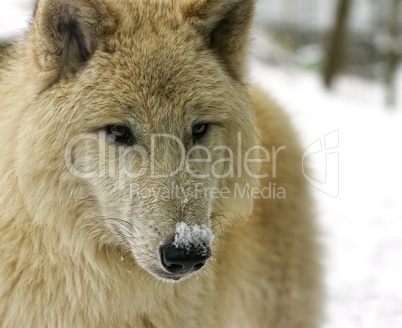 Polarwolf (Canis lupus arctos)