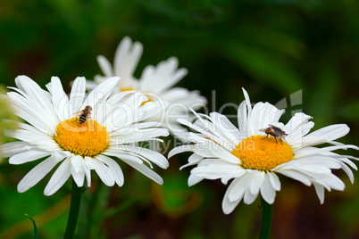 Flies on the daisies