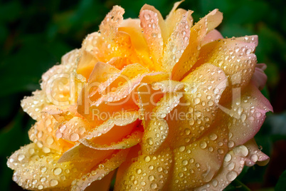 Yellow rose bud