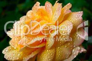 Yellow rose bud