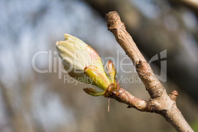 Bud of horse chestnut tree