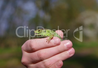 Grüne Zauneidechse in der Hand