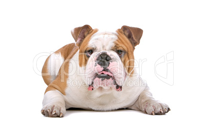 Englische Bulldogge