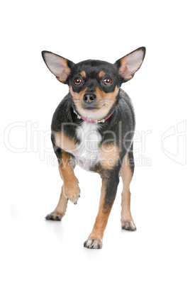 Chihuahua