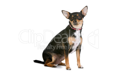 Chihuahua