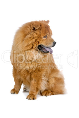 Chow-Chow