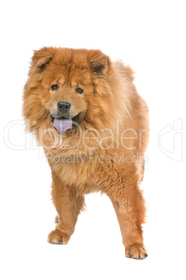 Chow-Chow