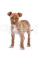 Staffordshire Terrier Jungtier