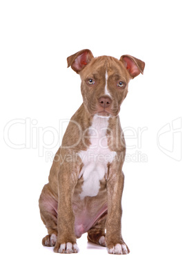 Staffordshire Terrier Jungtier