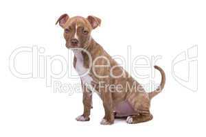 Staffordshire Terrier Jungtier