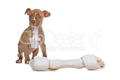 Staffordshire Terrier Jungtier