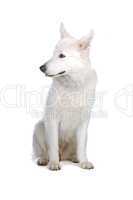 großer weißer Hund