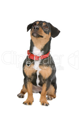 Terrier Terrier