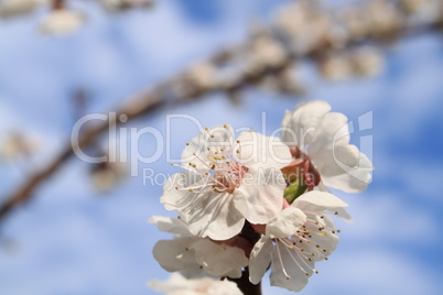 Apricot Flower