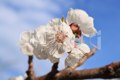 Apricot Flower