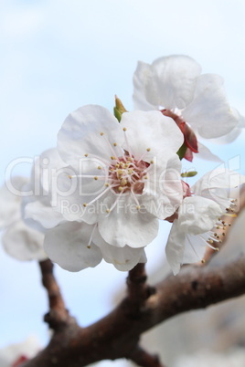 Apricot flowers