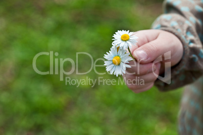 Kind mit Gänseblümchen