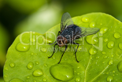 Black Fly over a Green Leaf with Water Drops