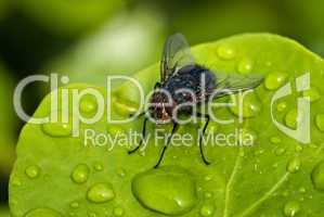 Black Fly over a Green Leaf with Water Drops