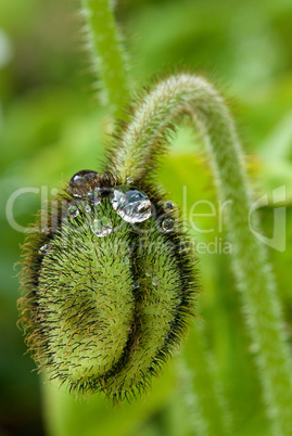 Closed Flower with Water Drops