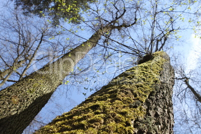 Baum Moos Baum Moos