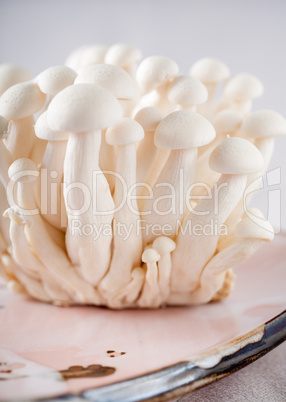 Delicate mushrooms