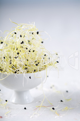 Sprouts of leek