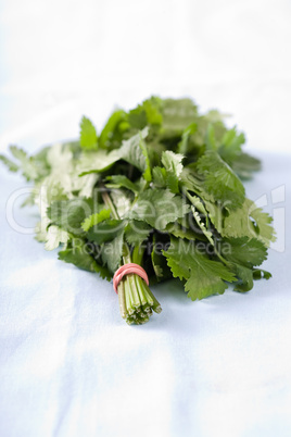 Fresh coriander leaves