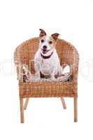 Jack Russel in a chair