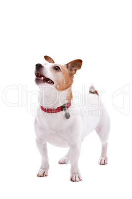 Jack Russel terrier