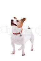 Jack Russel terrier