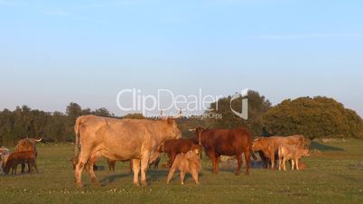 Cows and their calves in farm