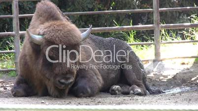 Resting bison