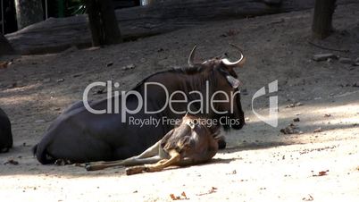 Resting Gnu Antelope