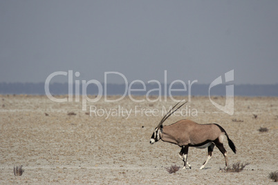 Oryx-Antilope (Oryx gazella)