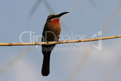 Weißstirnbienenfresser (Merops bullockoides)