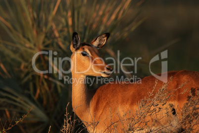 Impala (Aepyceros melampus)