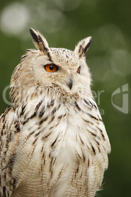 Uhu (Bubo bubo)