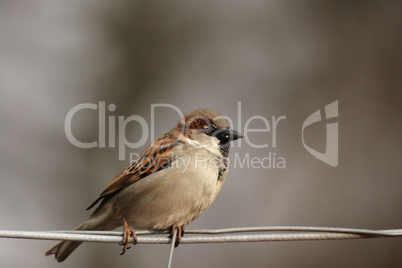 Haussperling (Passer domesticus)