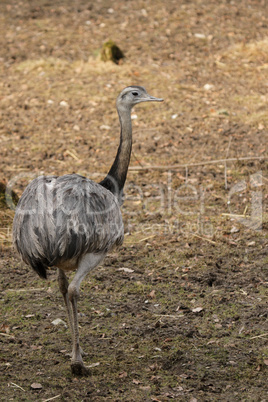 Nandu (Rhea americana)