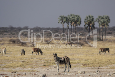 Etosha Nationalpark, Namibia