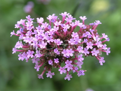 Blüten / Flowers