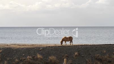 Icelandic horse by the sea