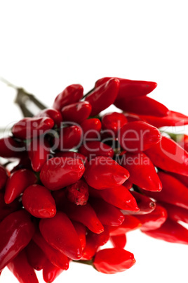 Strauß roter Chilis auf weißem Hintergrund isoliert