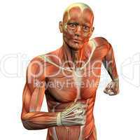 Muskelaufbau Mann Oberkörper